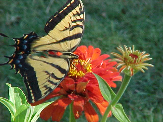 butterfly and zinniz